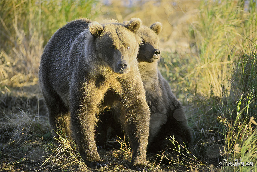 Deux majestueux ours bruns profitent du soleil du matin