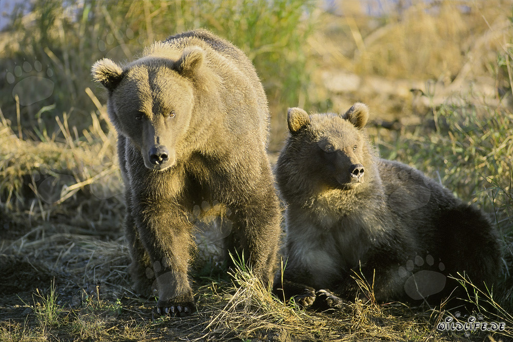 Encuentro con un congénere: Dos majestuosos osos pardos en la orilla del río