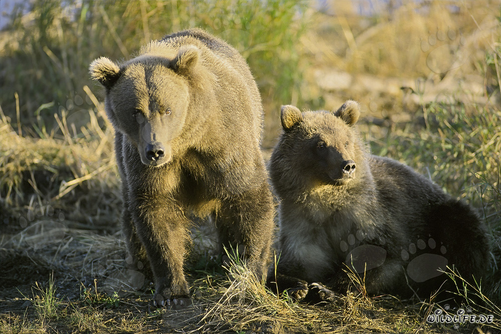 Rencontre avec un congénère : Deux majestueux ours bruns au bord de la rivière