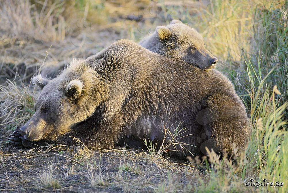 Mutter Braunbär und Jungtier beim Ruhen in der Sonne