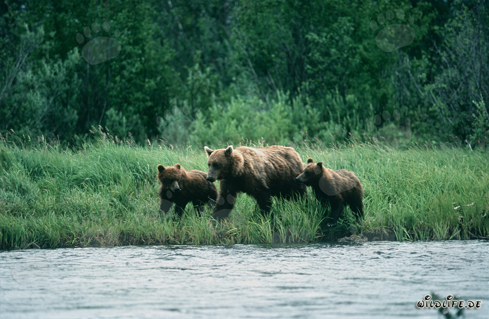 Three majestic brown bears fishing along the riverbank