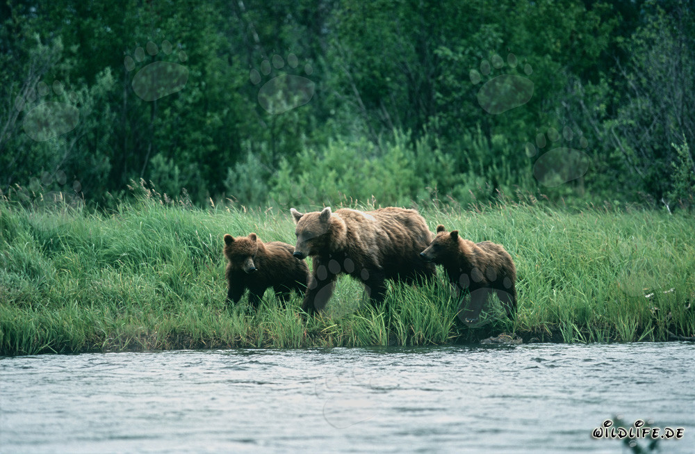 Tres majestuosos osos pardos pescando en la orilla del río