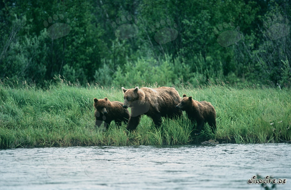 Trois majestueux ours bruns pêchant au bord de la rivière