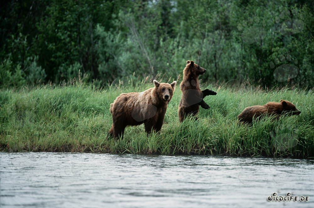 Brown Bear with Cubs on a salmon river