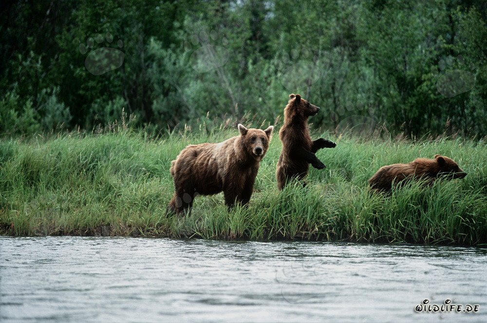 Ourse avec ses petits au bord d'une rivière de saumon