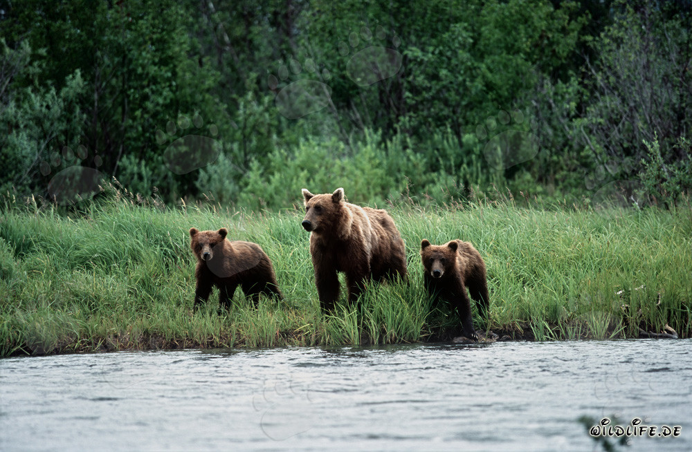Bärin begleitet von Jungen entlang des Flussufers in Alaska