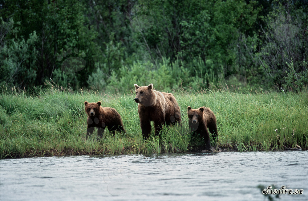 Orsa accompagnata dai suoi cuccioli lungo la riva del fiume in Alaska