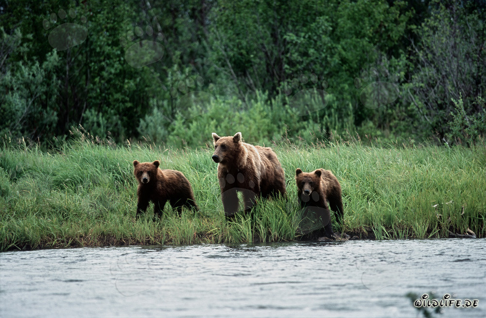 Osa acompañada de sus crías a lo largo de la orilla del río en Alaska