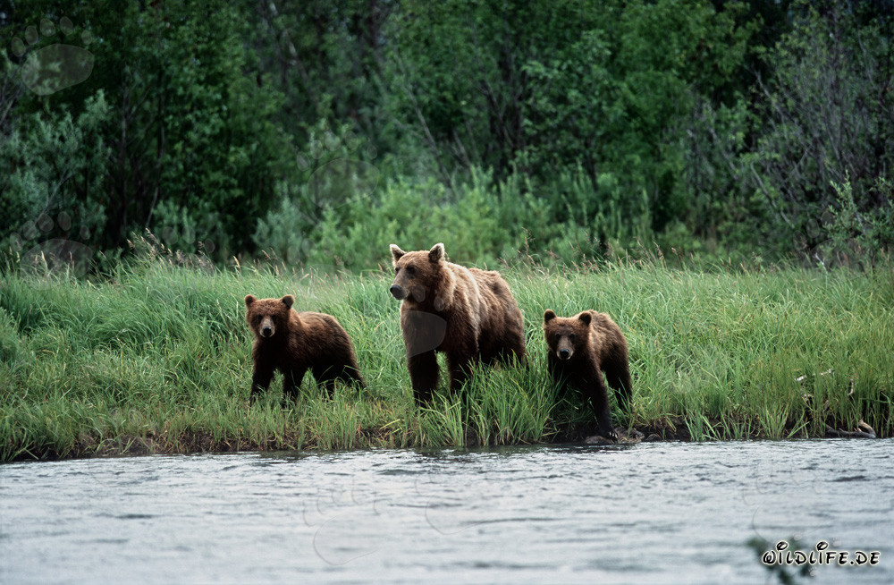 Sow accompanied by cubs along the riverbank in Alaska