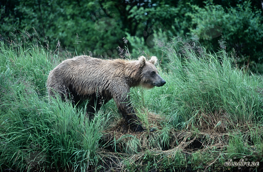 Braunbär wandert durch das hohe Flußgras im Katmai Nationalpark in Alaska