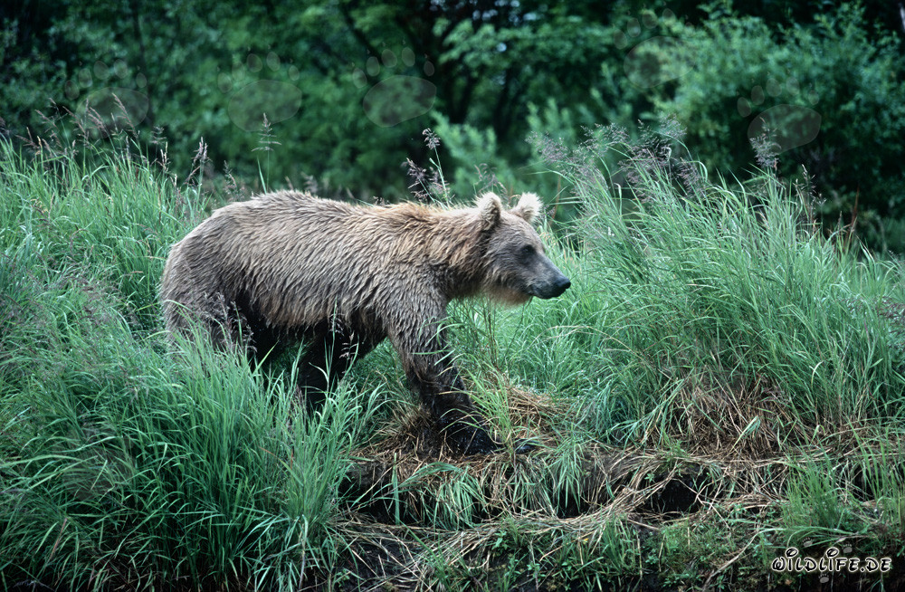 Orso bruno si aggira tra l'alta erba fluviale nel Parco Nazionale di Katmai in Alaska