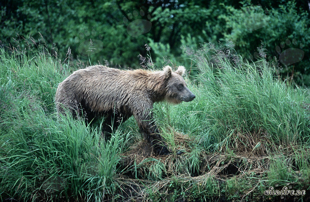 Oso pardo deambula por las altas hierbas de río en el Parque Nacional Katmai en Alaska
