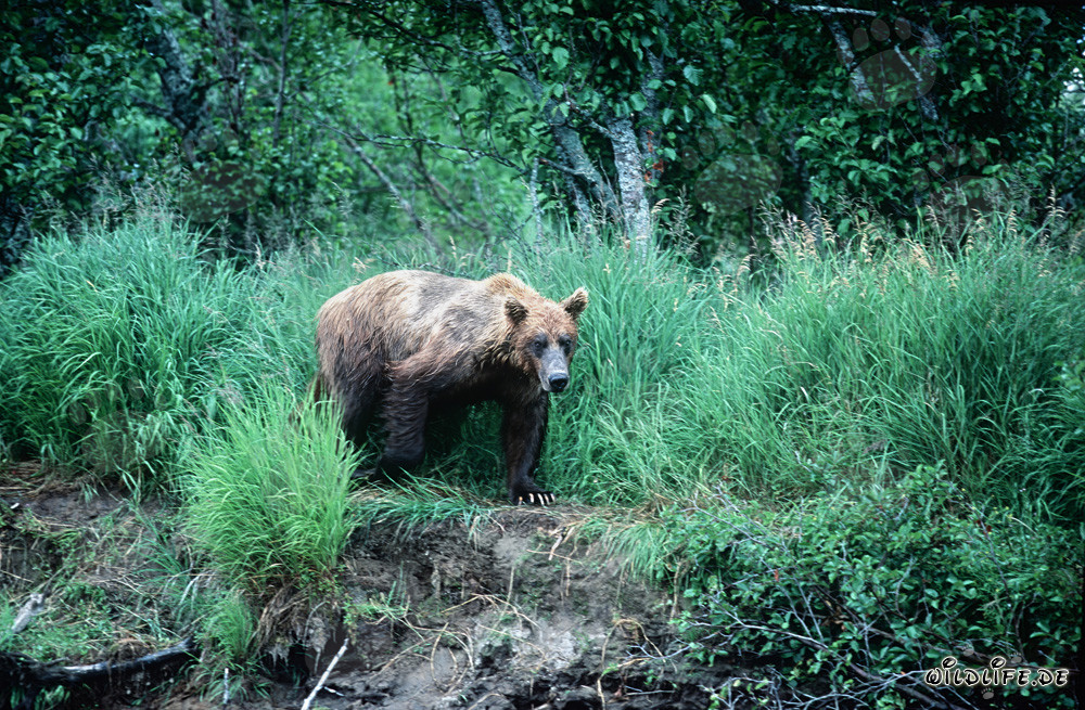 Majestic Brown Bear in the Grass on the Bank in Katmai, Alaska