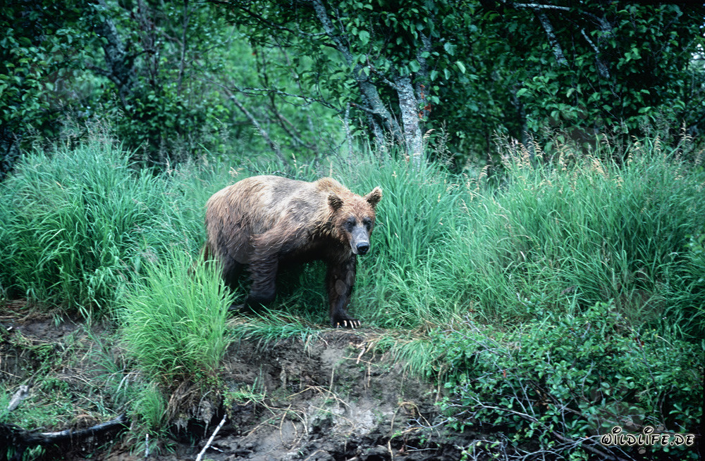 Maestoso orso bruno nell'erba delle rive di Katmai, Alaska