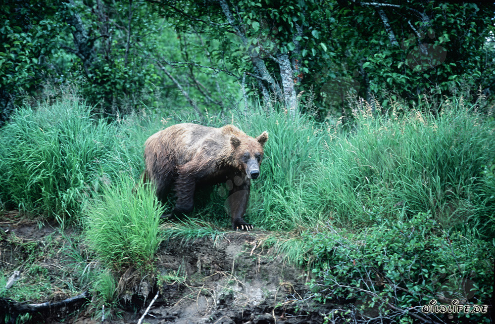 Ours brun majestueux dans les hautes herbes des rives de Katmai, Alaska