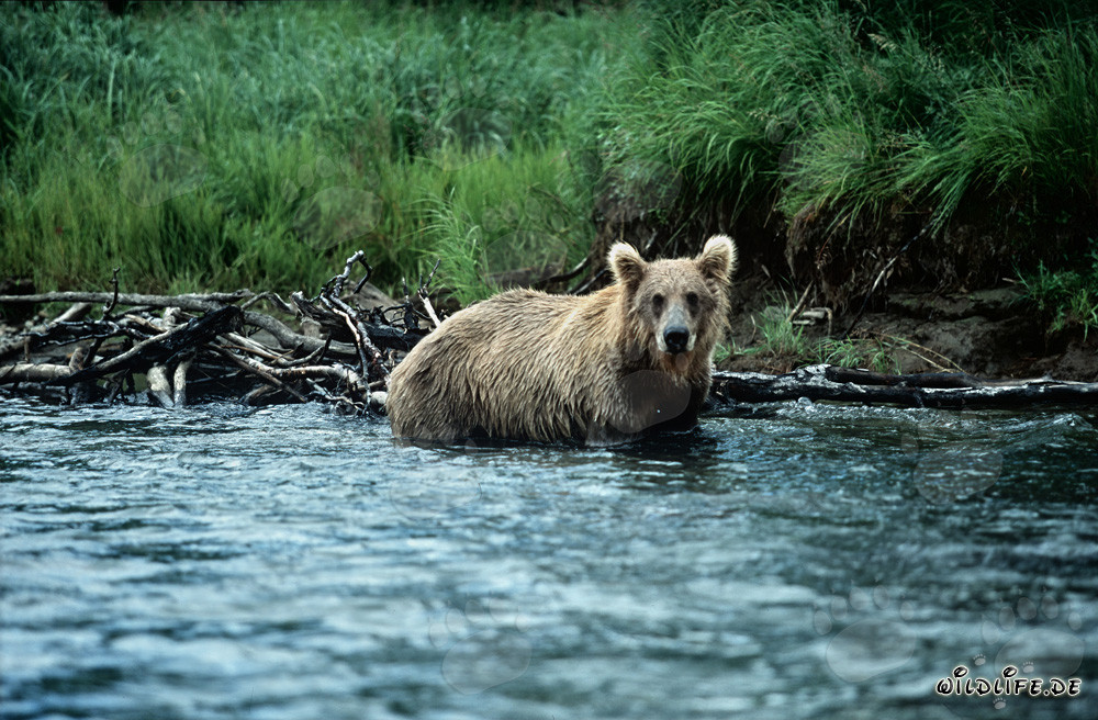 Braunbär beginnt Lachsjagd im klaren Flusswasser