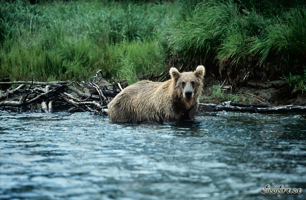 Brown bear starts salmon hunting in the clear river water