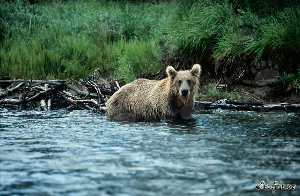 Orso bruno inizia la caccia al salmone nelle acque limpide del fiume