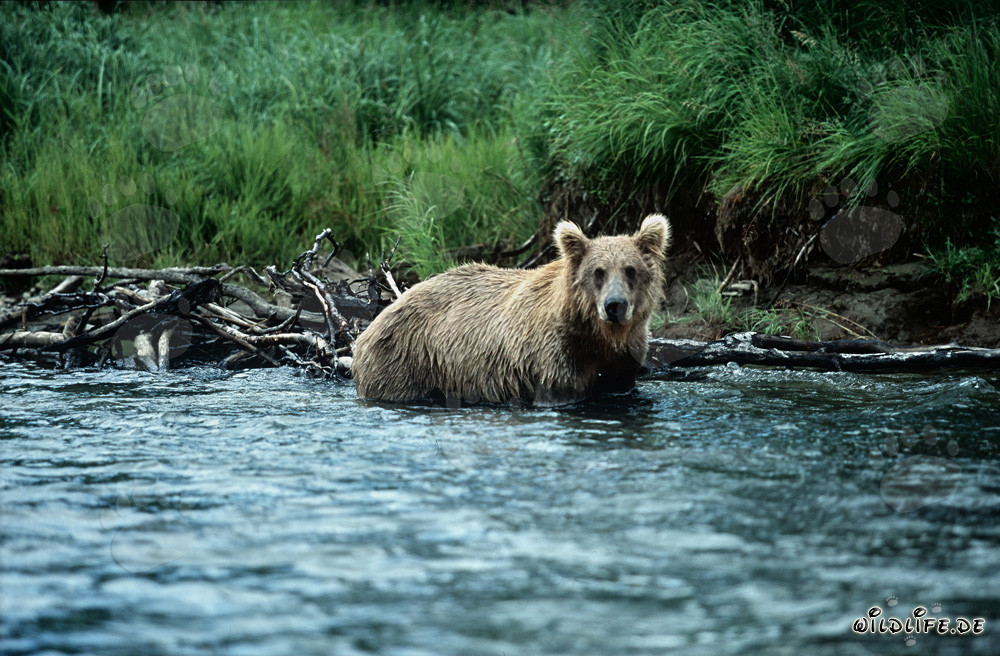 Oso pardo comienza la caza de salmones en aguas claras de río