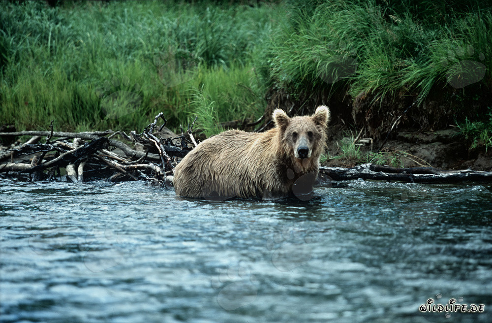 Ours brun commence la chasse au saumon dans l'eau claire de la rivière