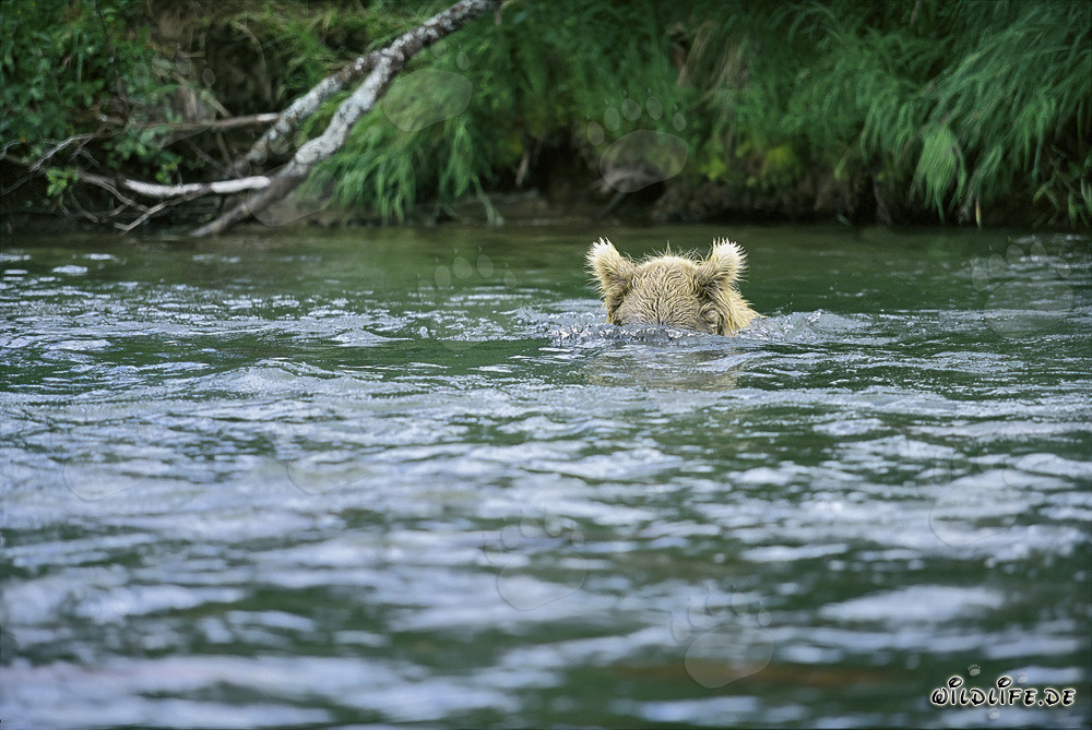 Braunbär auf Unterwasser-Jagd nach Lachsen