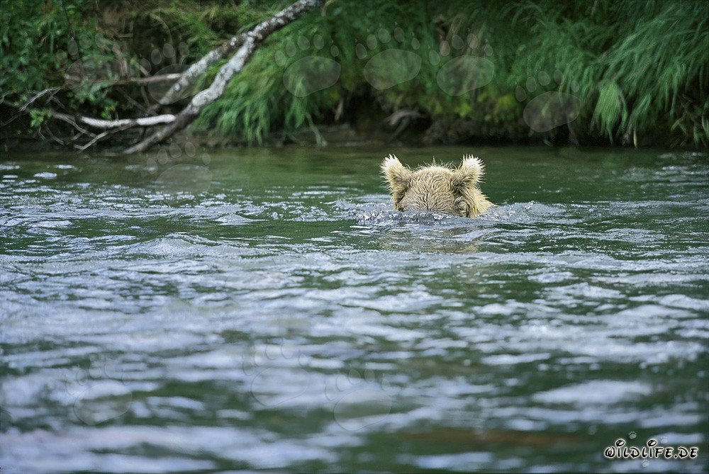 Brown Bear on Underwater Hunt for Salmon