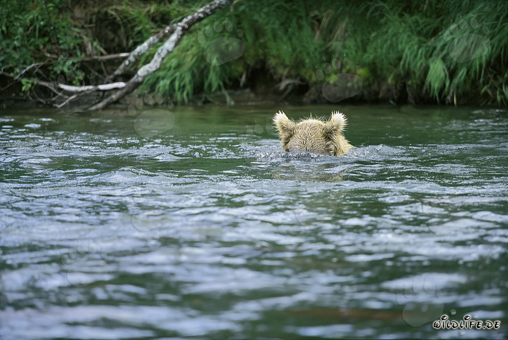 Orso bruno in caccia subacquea di salmoni