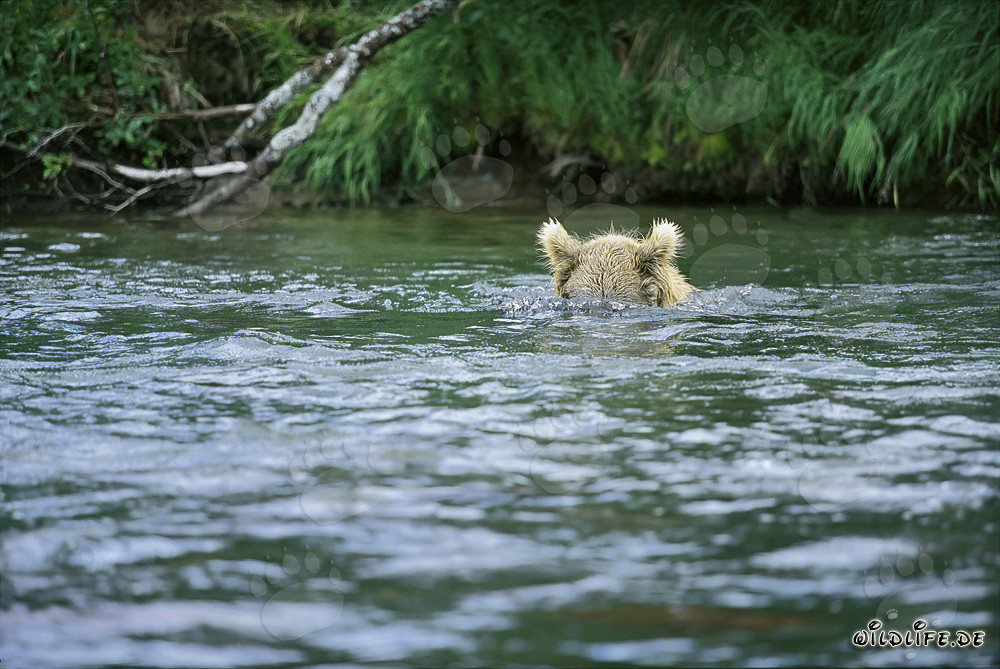 Oso pardo en caza submarina de salmones