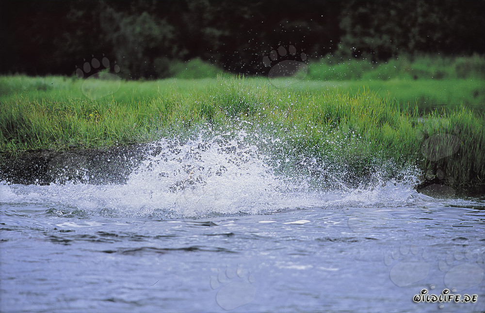 Braunbär springt mutig ins klare Wasser