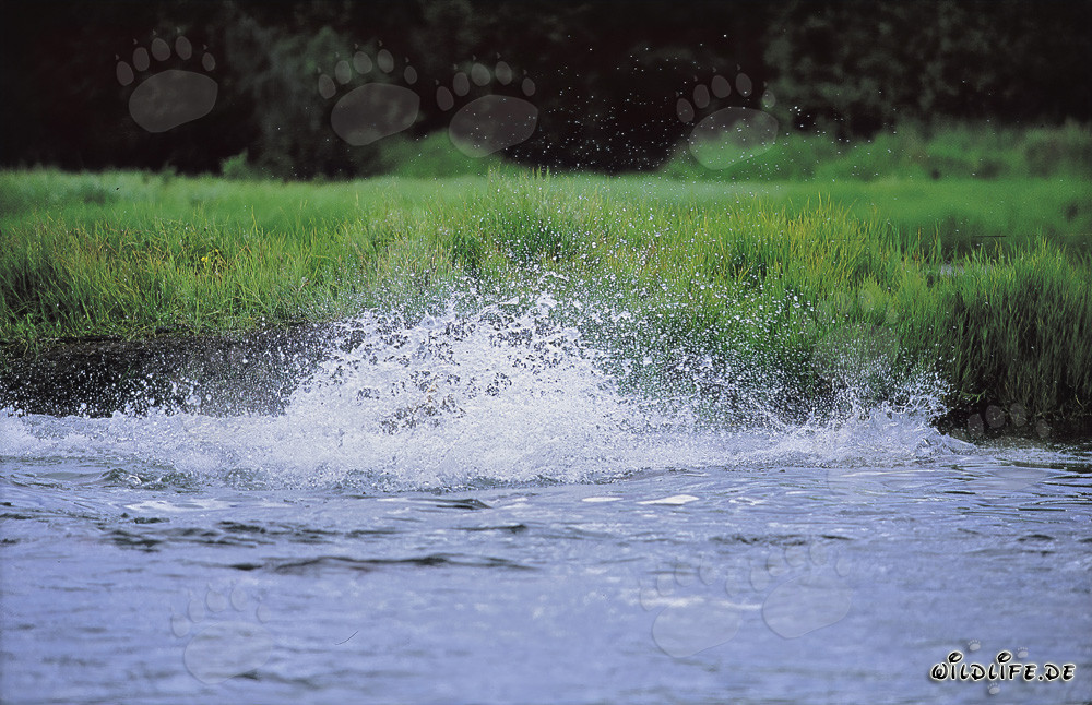 Ours brun saute courageusement dans l'eau claire