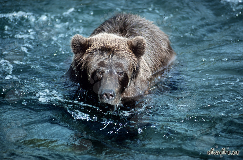 Grimmiger Braunbär im wilden Brooks River, Alaska