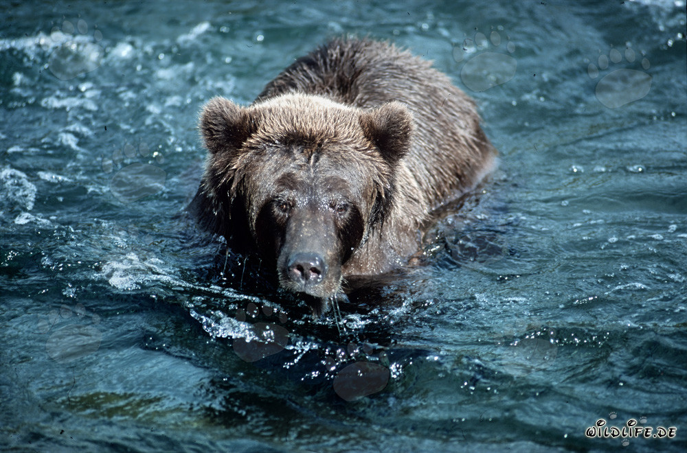 Grim-looking brown bear in the untamed Brooks River, Alaska
