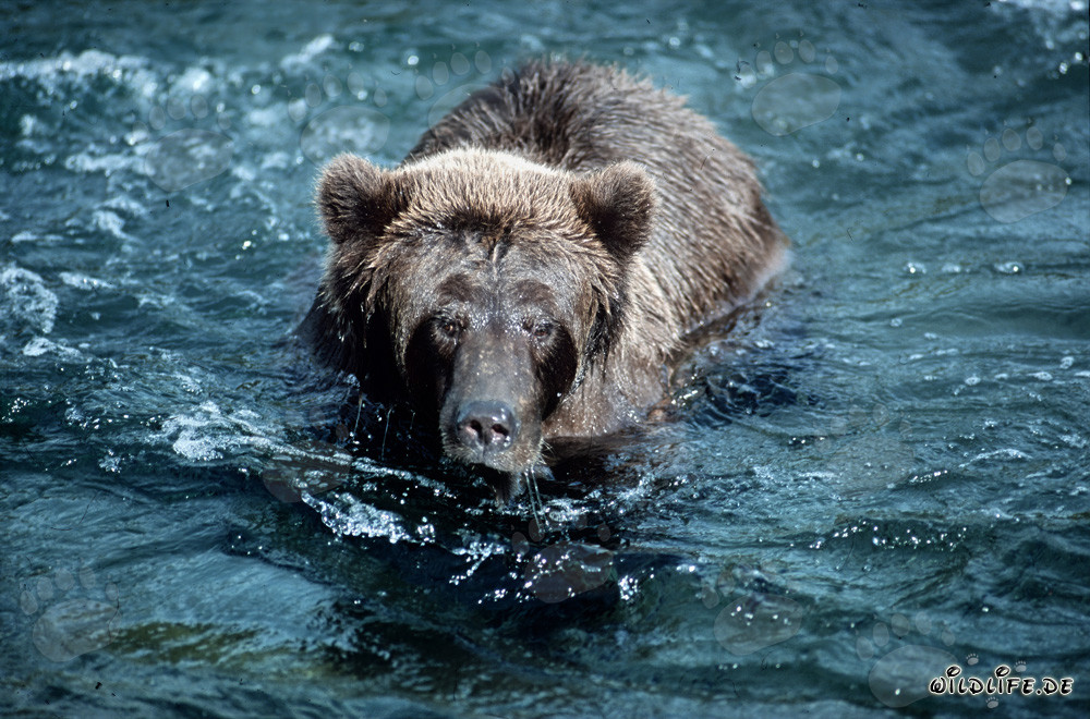 Orso bruno imbronciato nel selvaggio fiume Brooks, Alaska