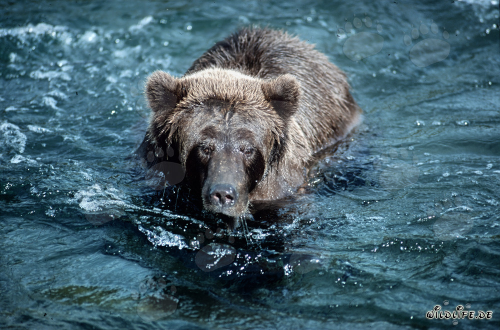 Oso pardo gruñón en el salvaje río Brooks, Alaska