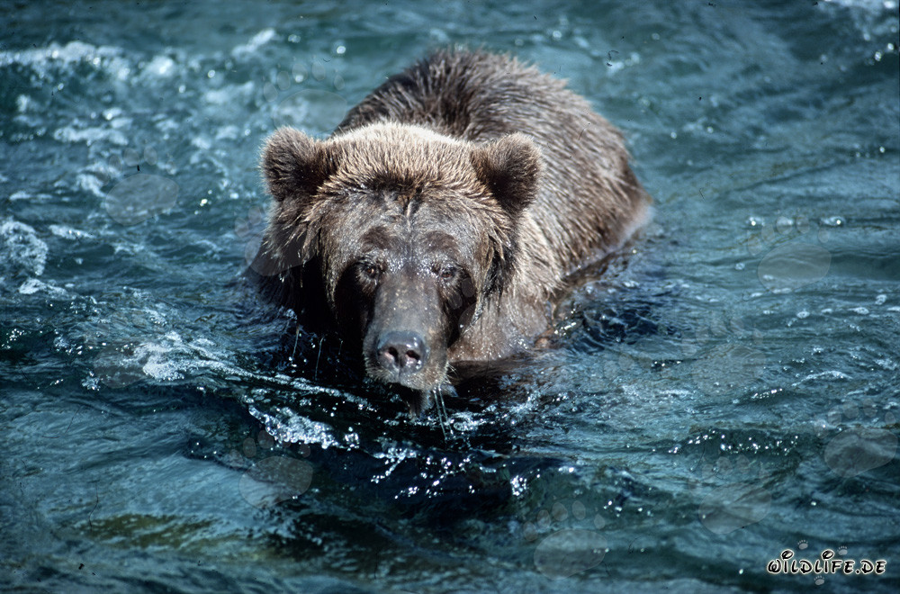 Ours brun grimaçant dans la sauvage rivière Brooks, Alaska