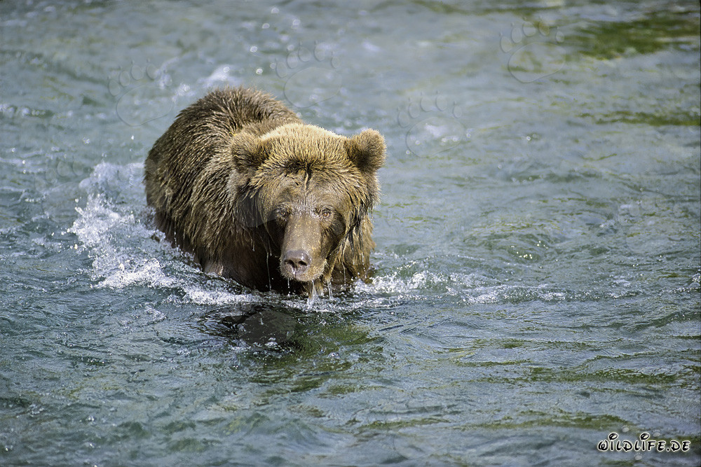 Braunbär beobachtet einen Rotlachs in flachem Wasser