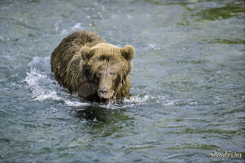 Brown bear observes a sockeye salmon in shallow water