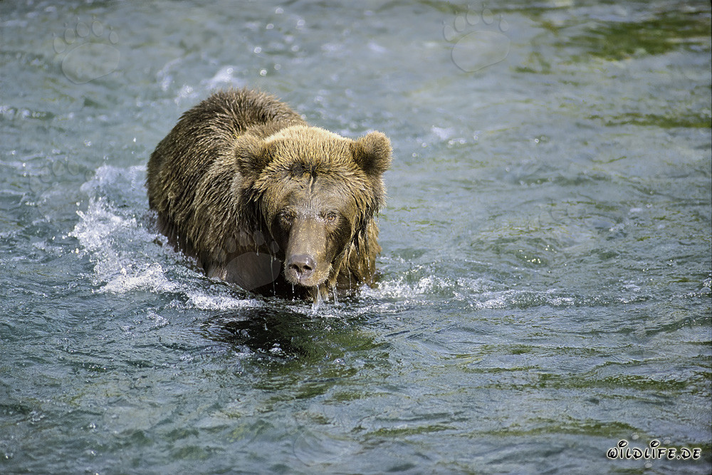Orso bruno osserva un salmone rosso in acque basse