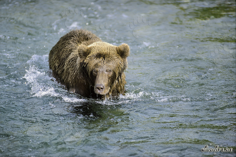 Oso pardo observa un salmón rojo en aguas poco profundas