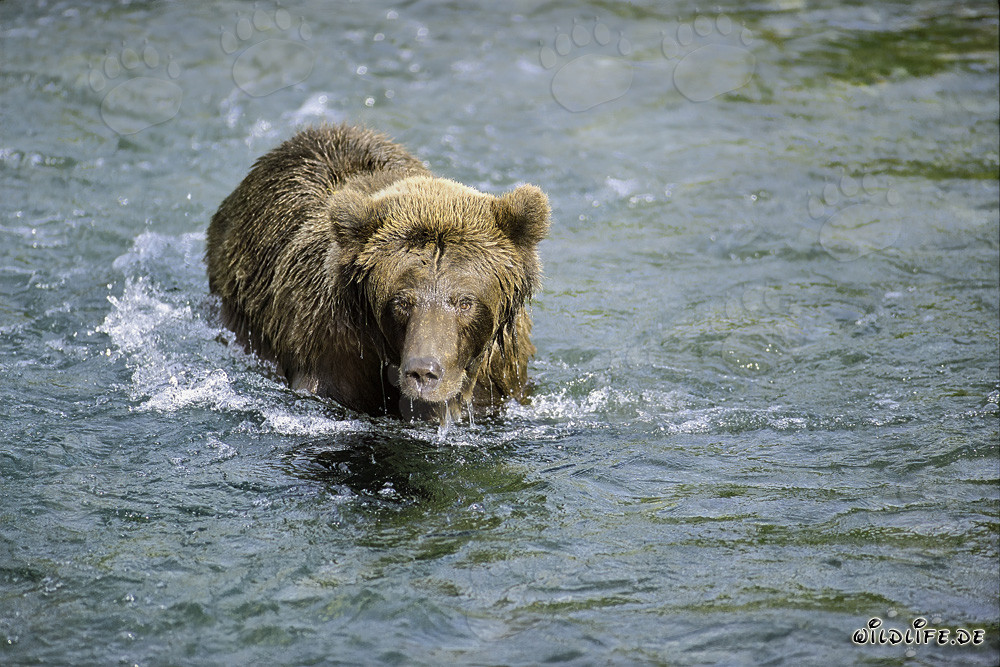 Ours brun observe un saumon rouge dans une eau peu profonde