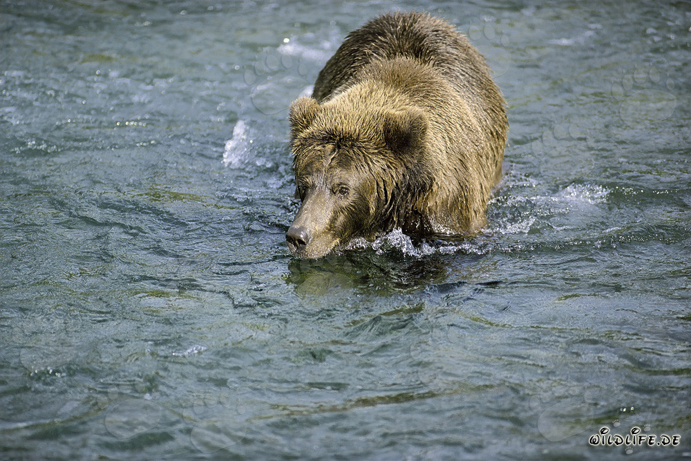 Braunbär auf der Suche nach leckeren Lachsen - Faszinierende Wildnis