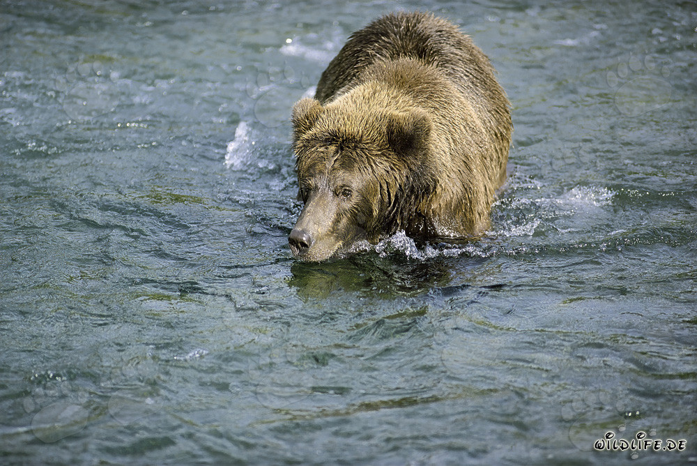 Brown Bear Searching for Delicious Salmon - Fascinating Wilderness