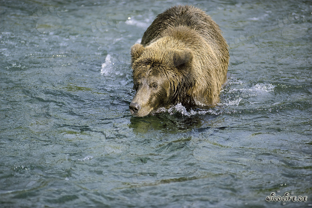 Orso bruno alla ricerca di deliziosi salmoni - Incantevole natura selvaggia
