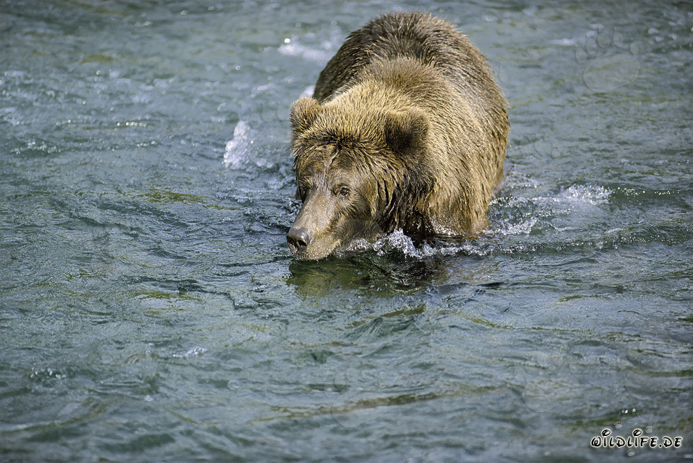 Oso pardo en busca de deliciosos salmones - Naturaleza salvaje fascinante