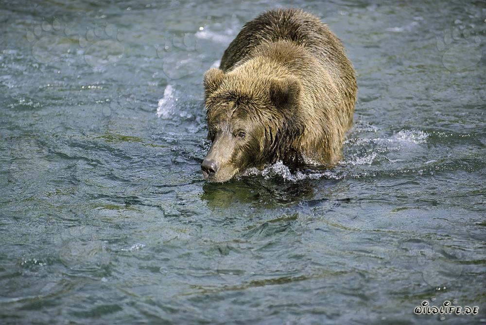 Ours brun à la recherche de délicieux saumons - Nature sauvage fascinante