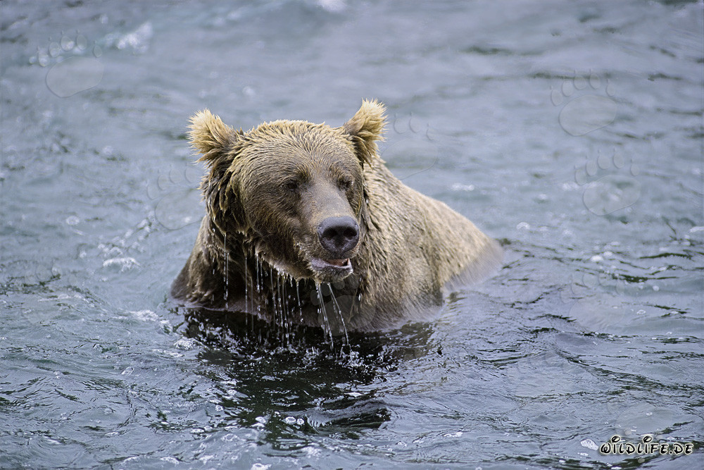 Braunbär am Brooks River ohne Lachs gesichtet