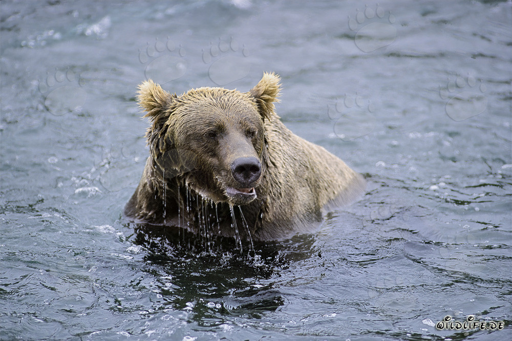Brown Bear spotted at Brooks River without salmon