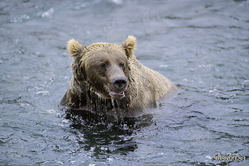 Orso bruno avvistato al Brooks River senza salmoni