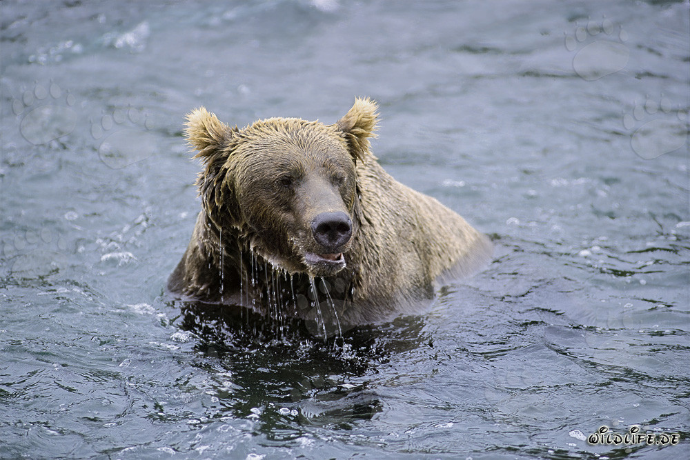 Oso pardo avistado en el río Brooks sin salmones