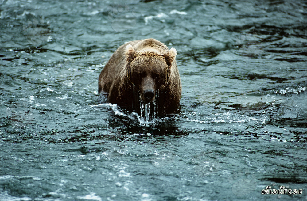 Braunbär beobachtet seine Umgebung nach einem erfolglosen Tauchversuch im Fluss